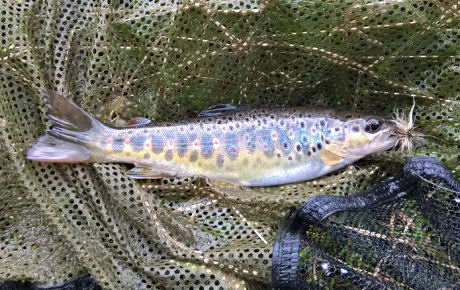 Trout on a White Wulf